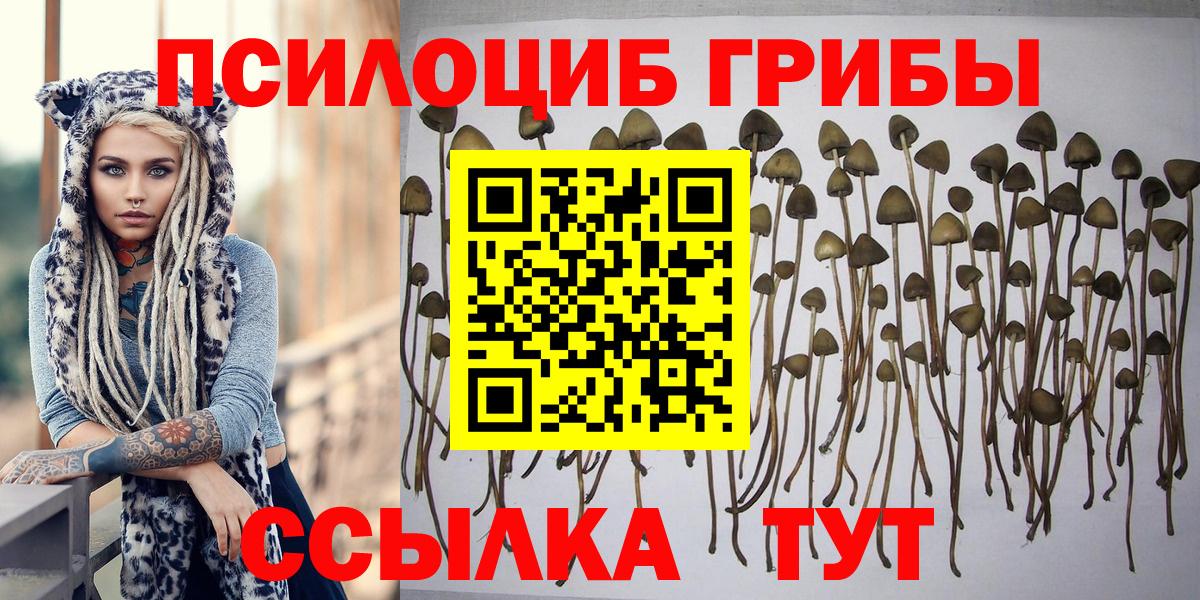 магазин  наркотиков  Вход с VPN  Удомля  Псилоцибиновые грибы Psilocybe 